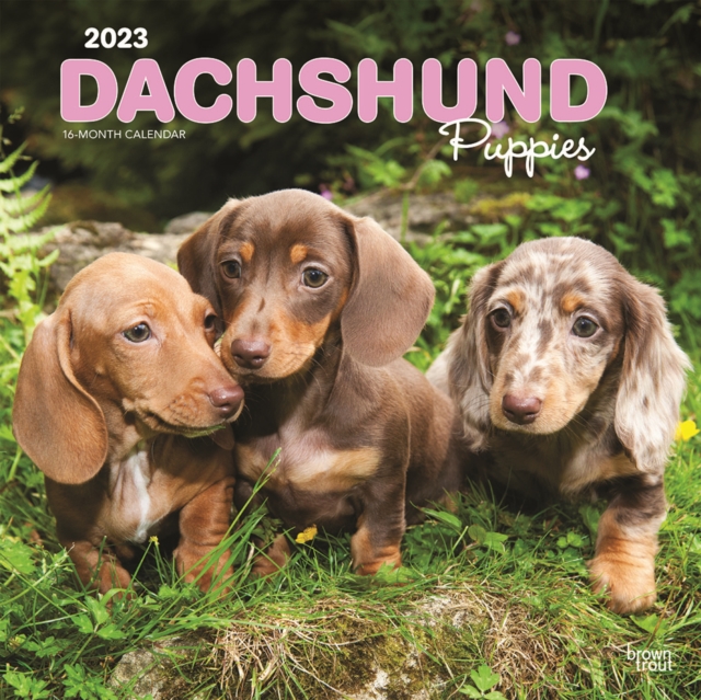 Dachshund Puppies 2023 Square Calendar