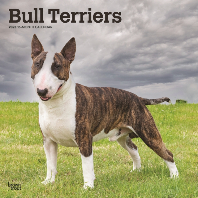 Bull Terriers 2023 Square Calendar