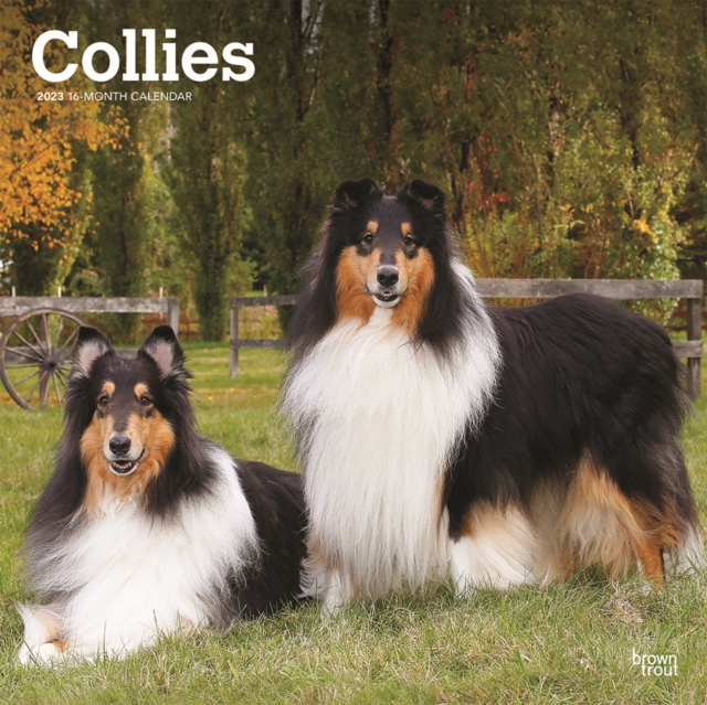 Collies 2023 Square Calendar Calendar