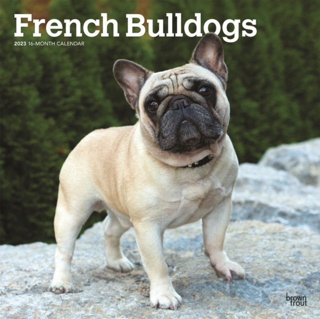 French Bulldogs 2023 Square Calendar