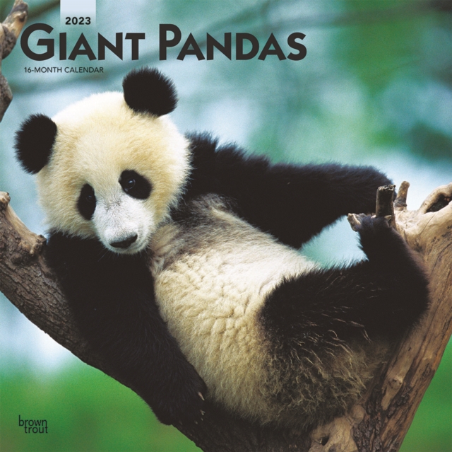 Giant Pandas 2023 Square Calendar