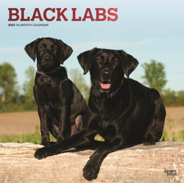 Labrador Retrievers, Black 2023 Square Foil Calendar