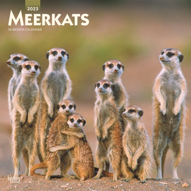 Meerkats 2023 Square Calendar