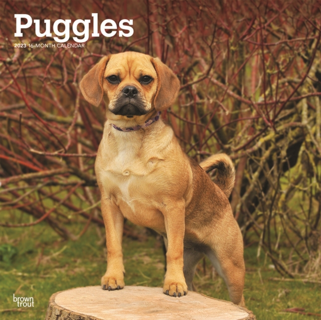 Puggles 2023 Square Calendar