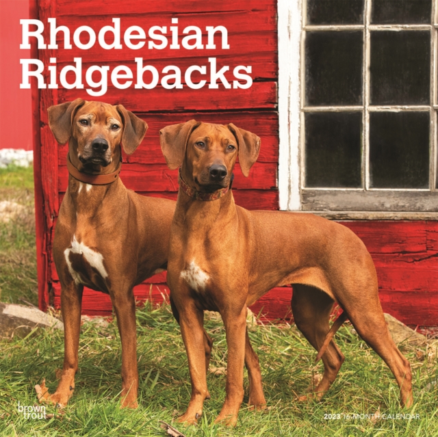 Rhodesian Ridgebacks 2023 Square Calendar