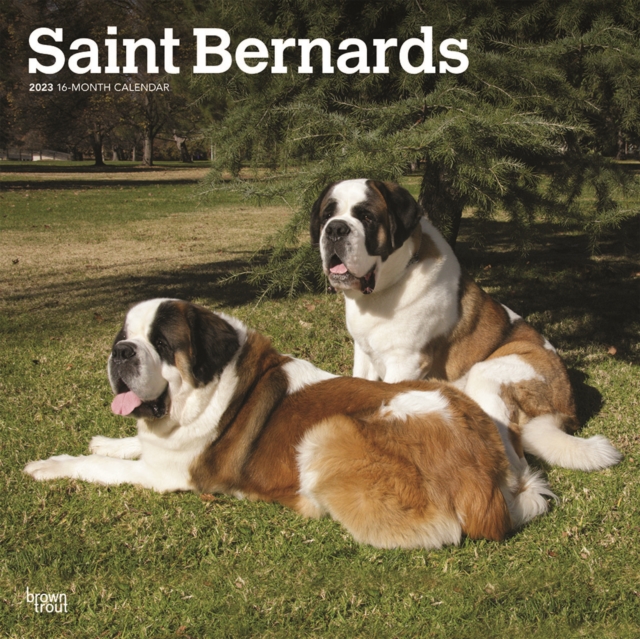 Saint Bernards 2023 Square Calendar