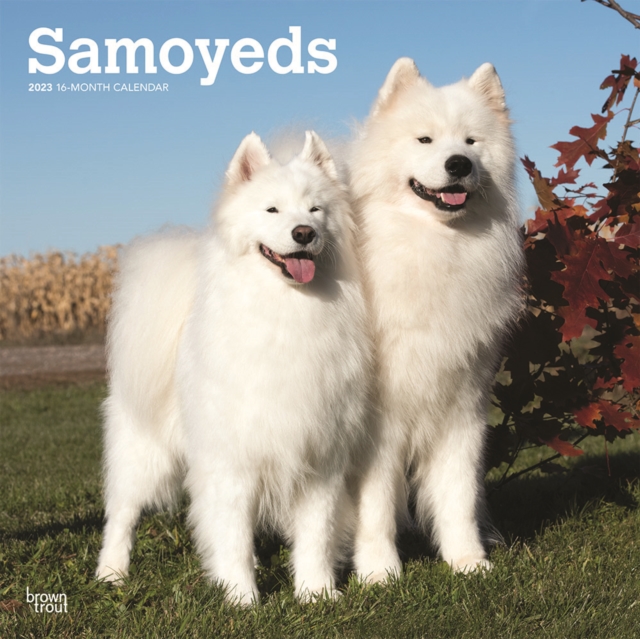 Samoyeds 2023 Square Calendar