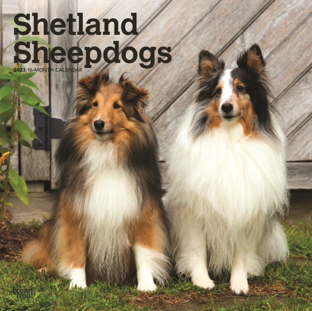 Shetland Sheepdogs 2023 Square Calendar