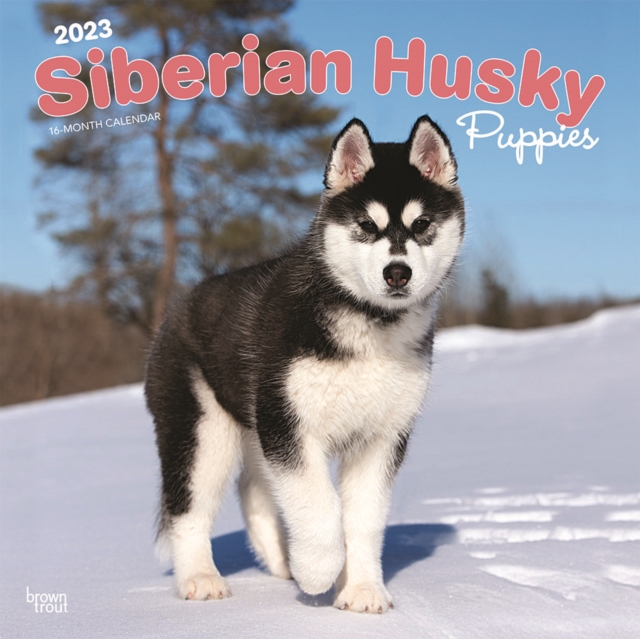 Siberian Husky Puppies 2023 Square Calendar