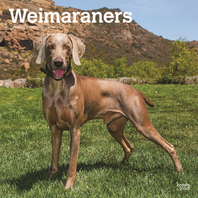 Weimaraners 2023 Square Calendar