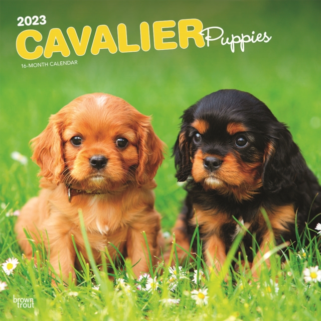 Cavalier King Charles Spaniel Puppies 2023 Square Calendar