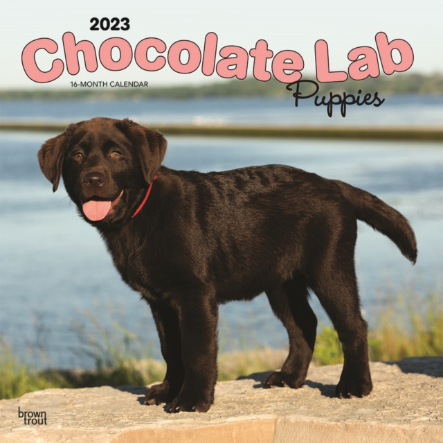 Chocolate Labrador Retriever Puppies 2023 Square Calendar