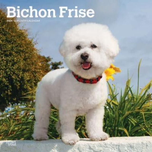 BICHON FRISE 2024 SQUARE