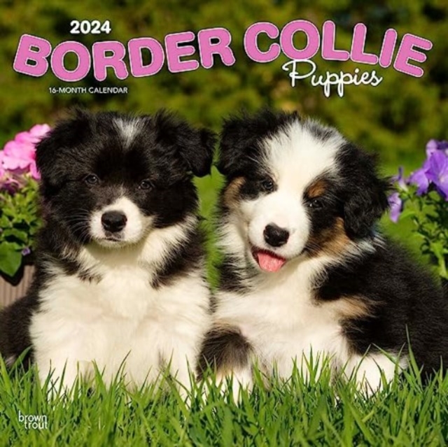 BORDER COLLIE PUPPIES 2024 SQUARE