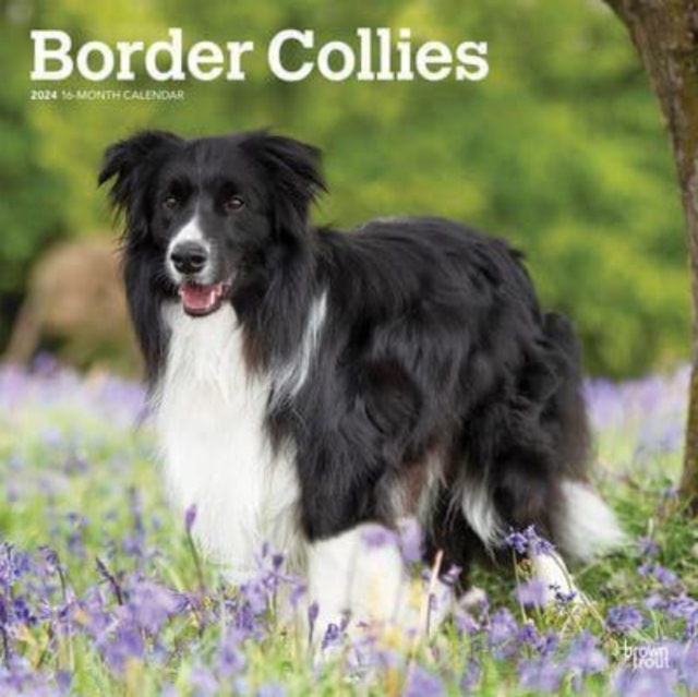 BORDER COLLIES 2024 SQUARE