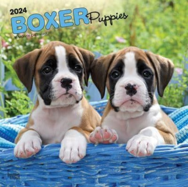 BOXER PUPPIES 2024 SQUARE