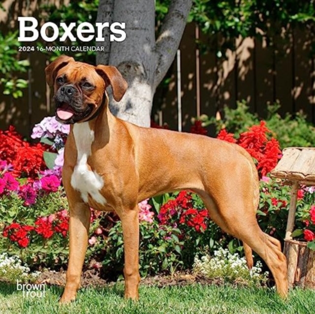 BOXERS INTERNATIONAL EDITION 2024 MINI 7