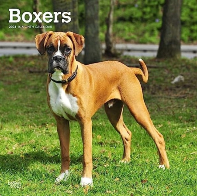 BOXERS INTERNATIONAL EDITION 2024 SQUARE