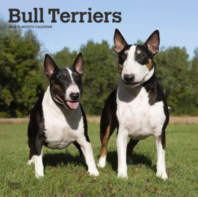 BULL TERRIERS 2024 SQUARE