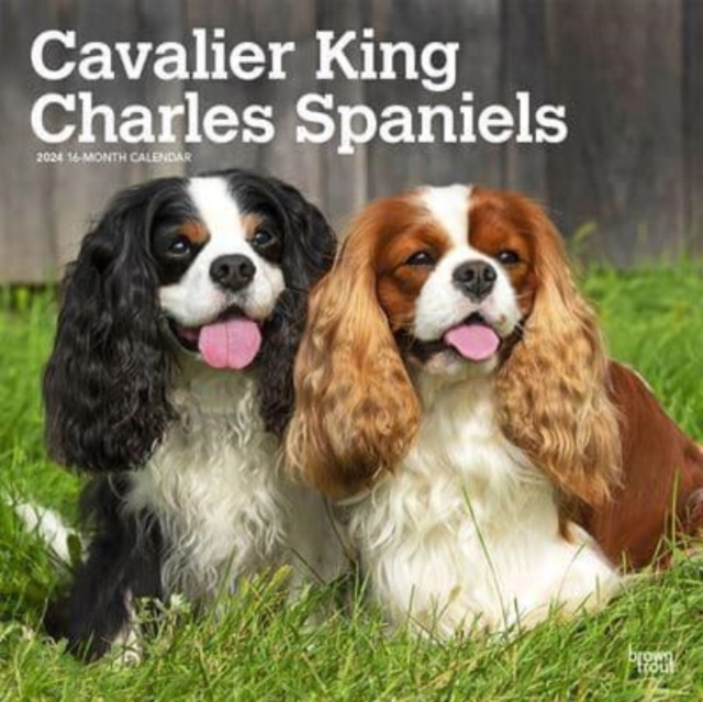 CAVALIER KING CHARLES SPANIELS 2024 SQUA