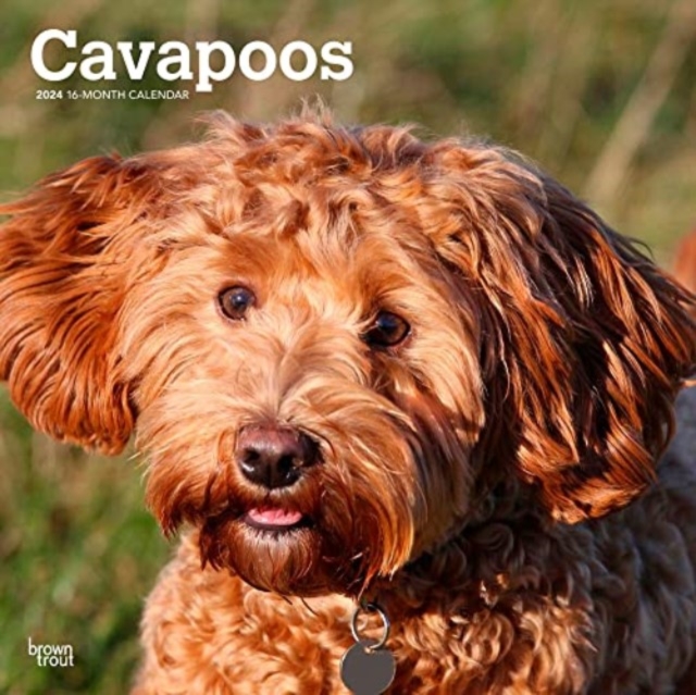CAVAPOOS 2024 SQUARE