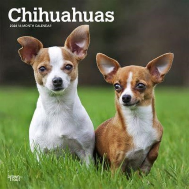 CHIHUAHUAS 2024 SQUARE