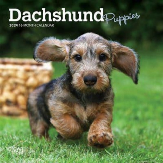 DACHSHUND PUPPIES 2024 MINI 7X7
