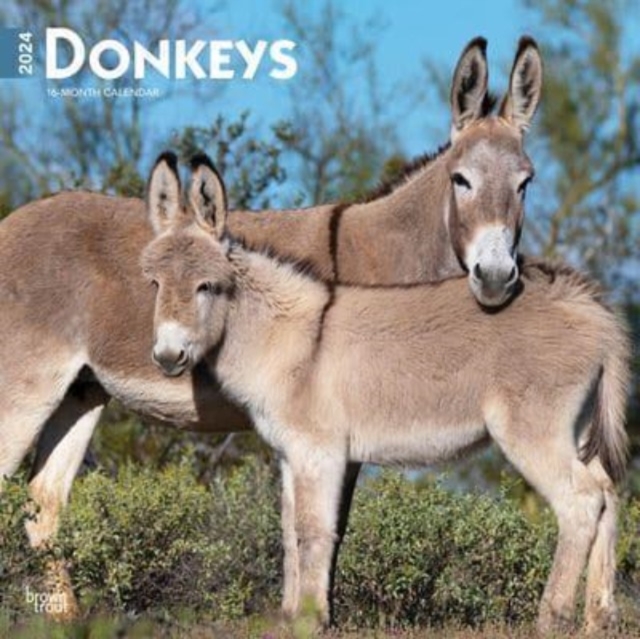DONKEYS 2024 SQUARE