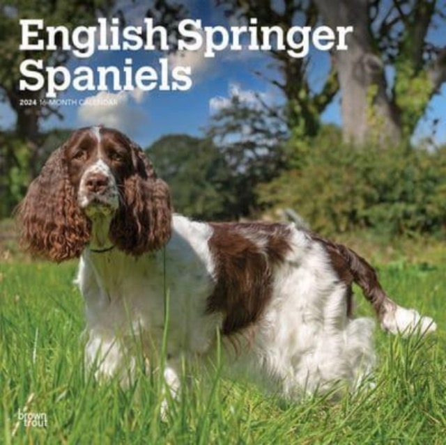ENGLISH SPRINGER SPANIELS 2024 SQUARE