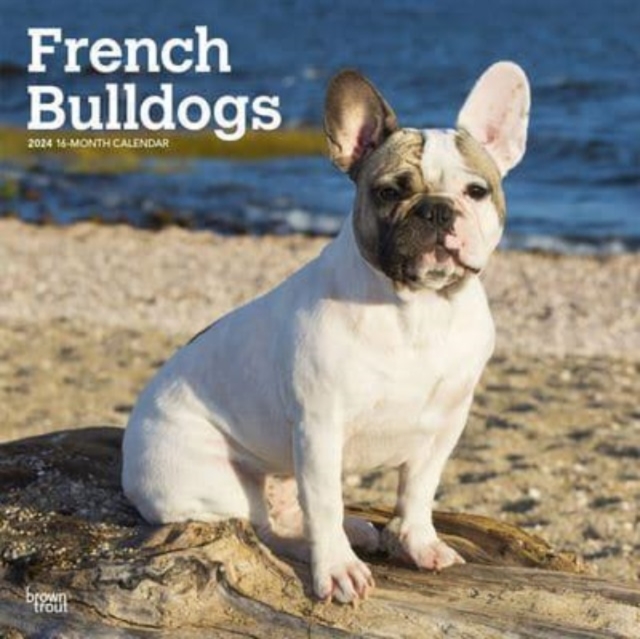 FRENCH BULLDOGS 2024 SQUARE