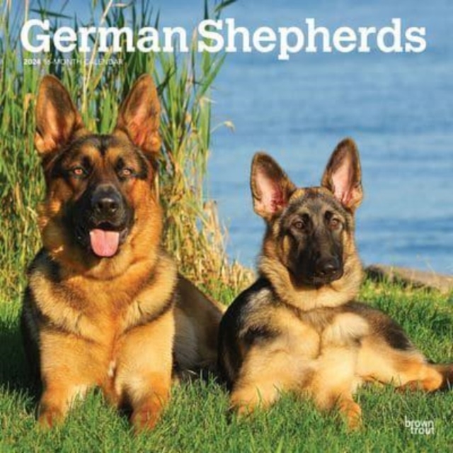 GERMAN SHEPHERDS 2024 SQUARE
