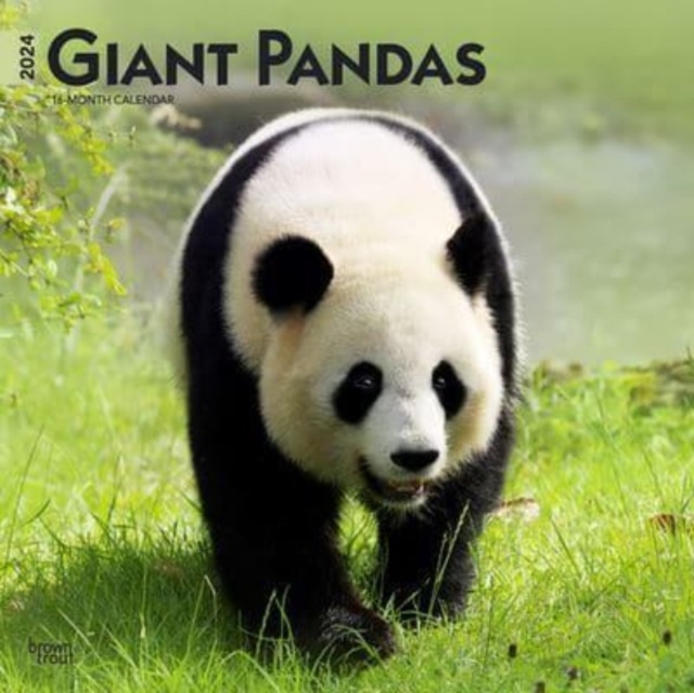 GIANT PANDAS 2024 SQUARE
