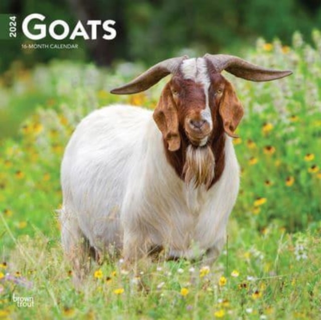 GOATS 2024 SQUARE