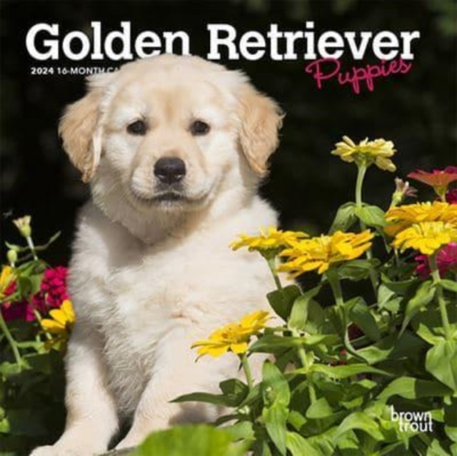 GOLDEN RETRIEVER PUPPIES 2024 MINI 7X7