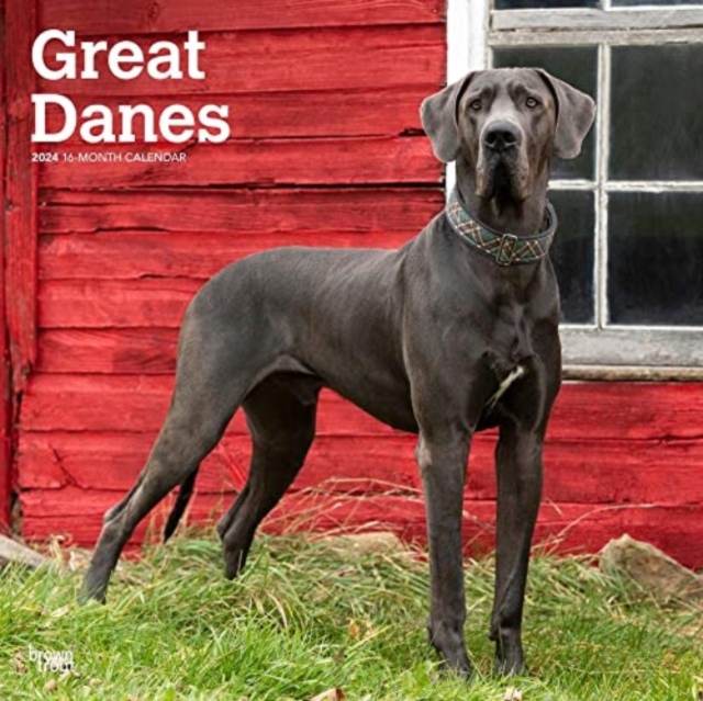 GREAT DANES INTERNATIONAL EDITION 2024 S