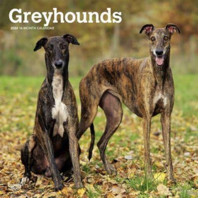 GREYHOUNDS 2024 SQUARE