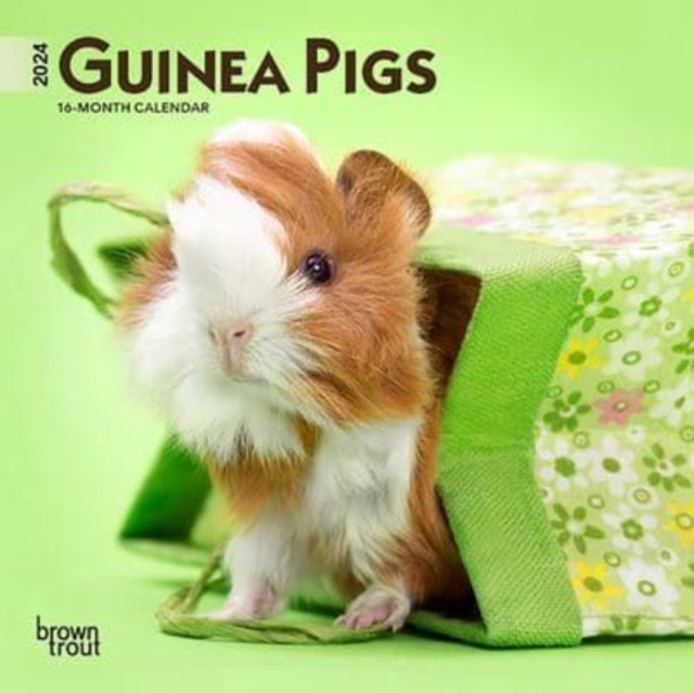 GUINEA PIGS 2024 MINI 7X7