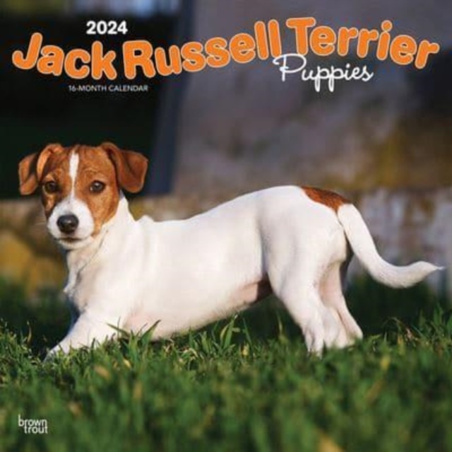 JACK RUSSELL TERRIER PUPPIES 2024 SQUARE