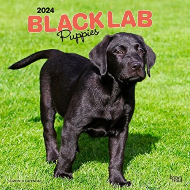 LABRADOR RETRIEVER PUPPIES BLACK 2024 SQ