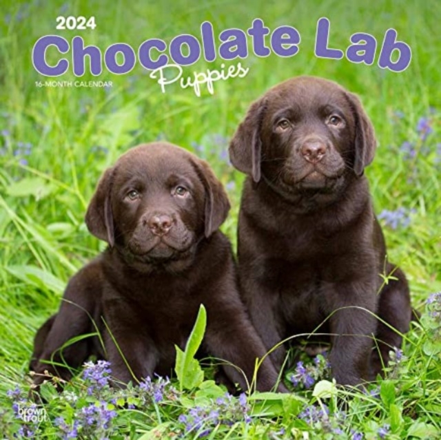 LABRADOR RETRIEVER PUPPIES CHOCOLATE 202