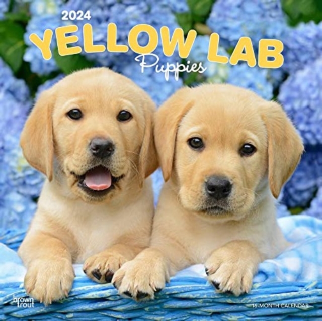 LABRADOR RETRIEVER PUPPIES YELLOW 2024 S