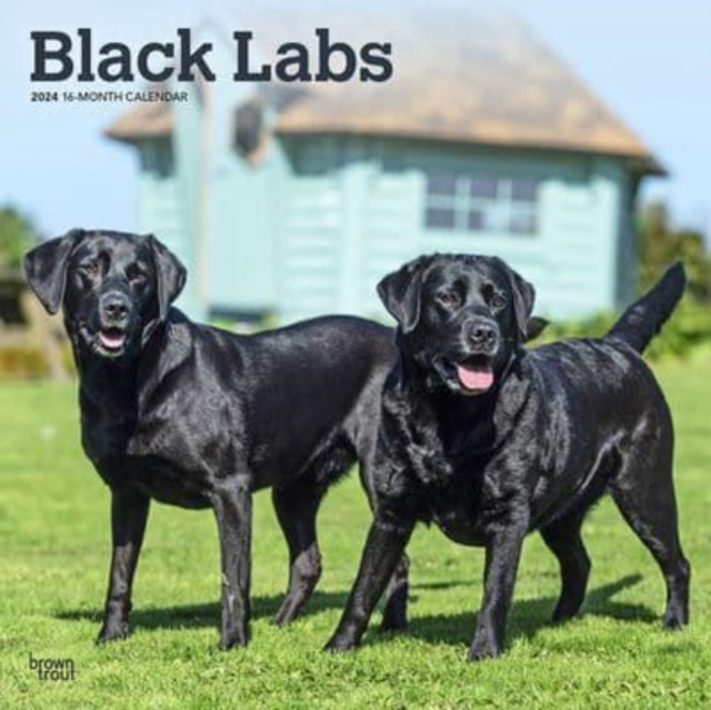 LABRADOR RETRIEVERS BLACK 2024 SQUARE