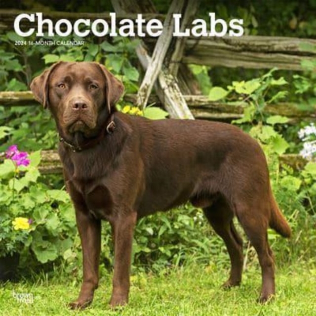 LABRADOR RETRIEVERS CHOCOLATE 2024 SQUAR