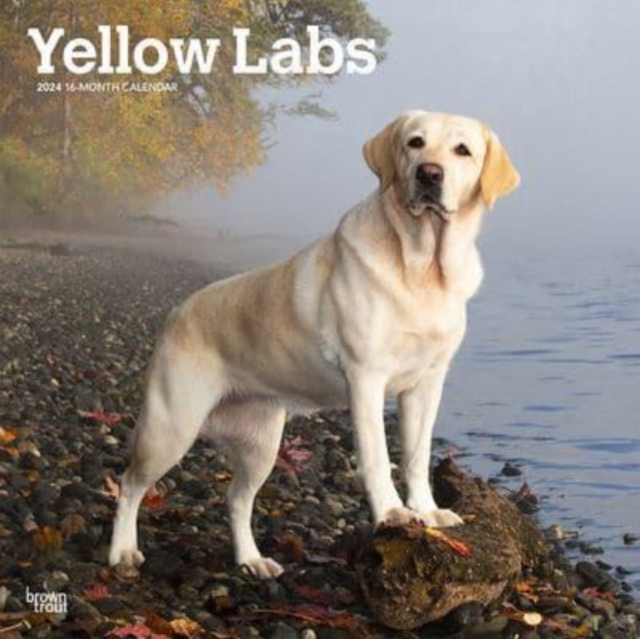LABRADOR RETRIEVERS YELLOW 2024 SQUARE
