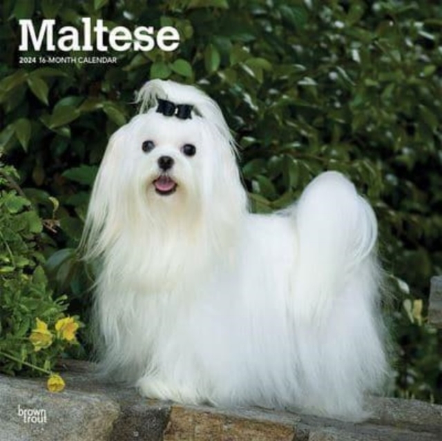 MALTESE 2024 SQUARE