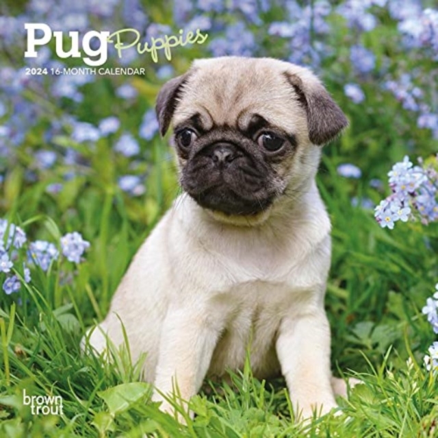 PUG PUPPIES 2024 MINI 7X7