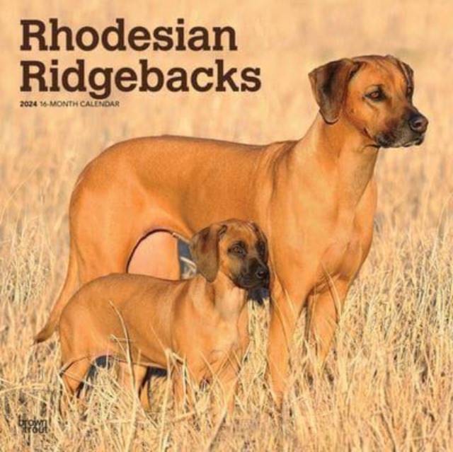 RHODESIAN RIDGEBACKS 2024 SQUARE