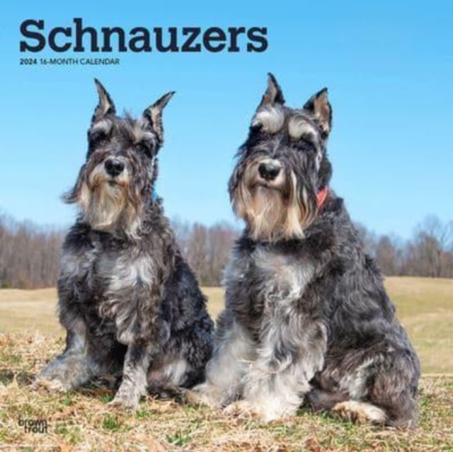 SCHNAUZERS 2024 SQUARE