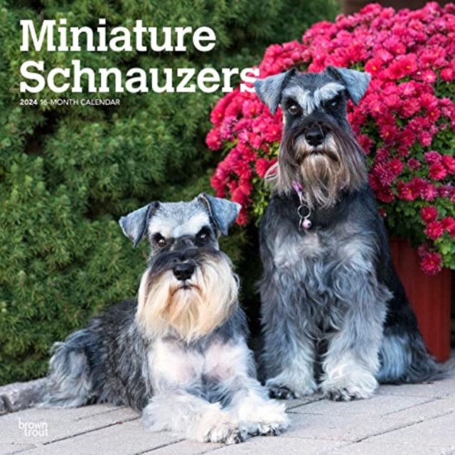 SCHNAUZERS MINIATURE 2024 SQUARE