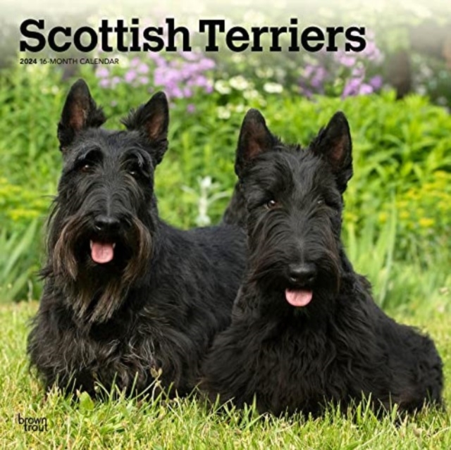 SCOTTISH TERRIERS 2024 SQUARE